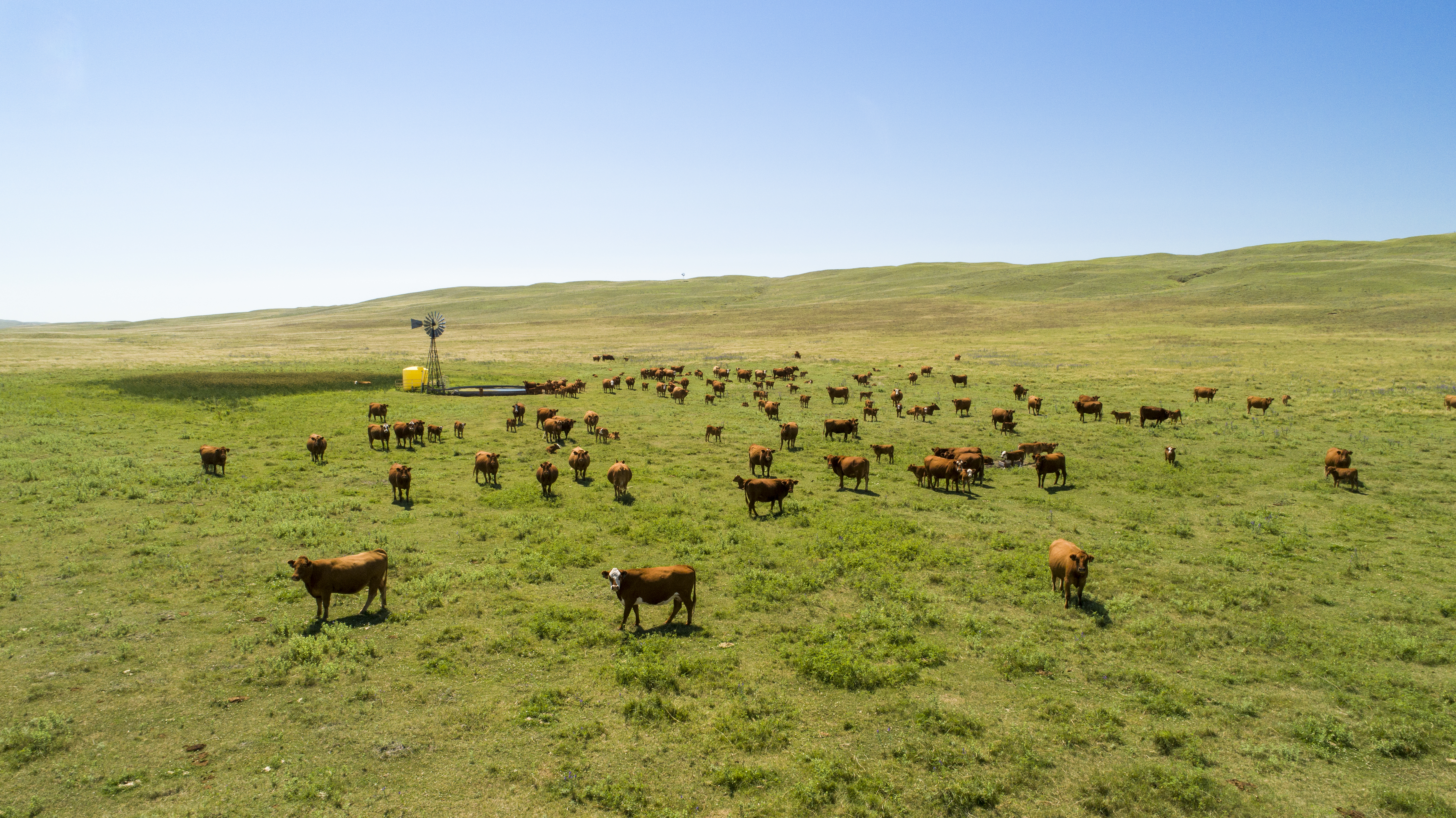 Cattle in a pasture in the Nebraska Sandhills
