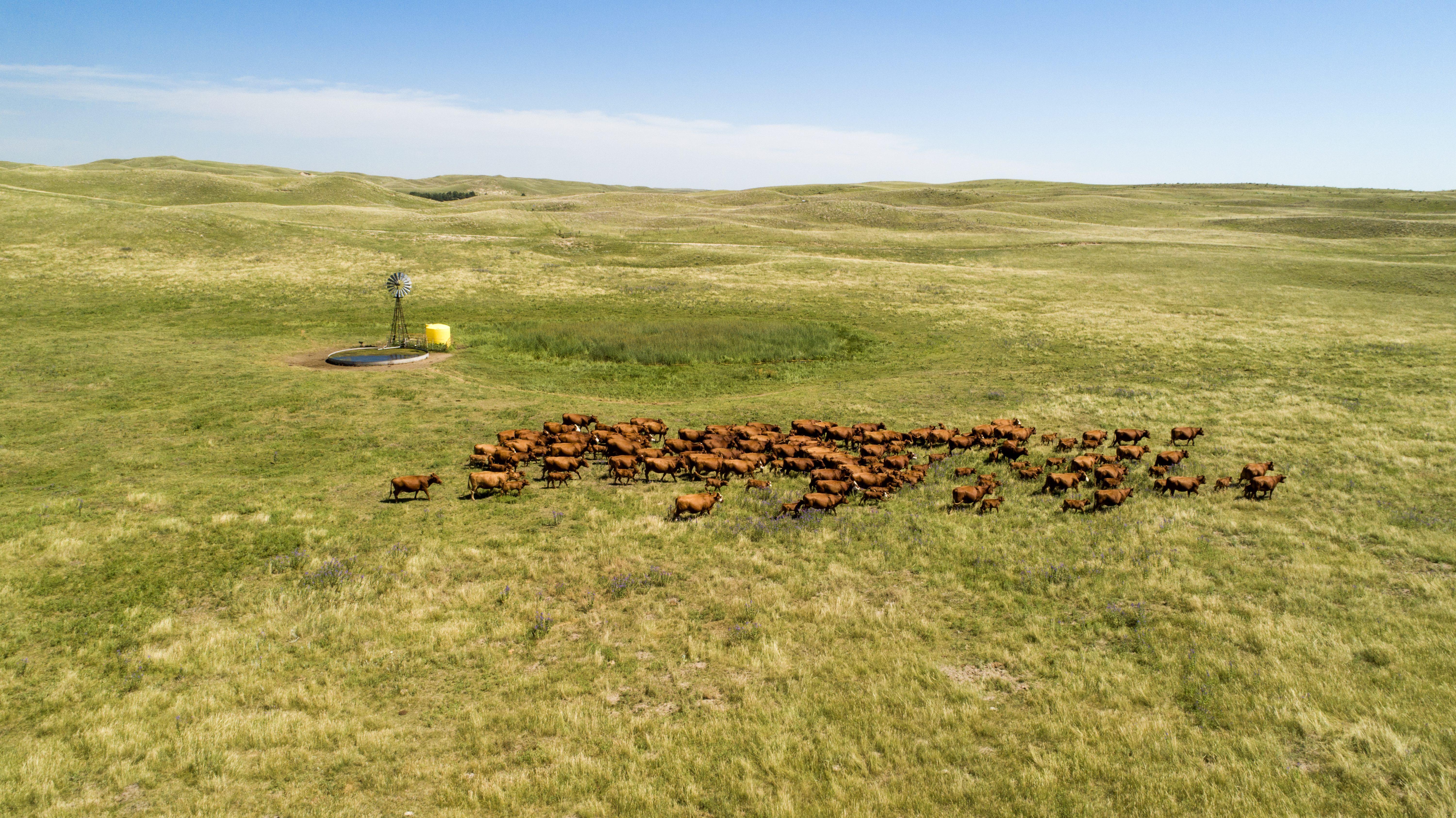 Cattle grazing in the Nebraska Sandhills