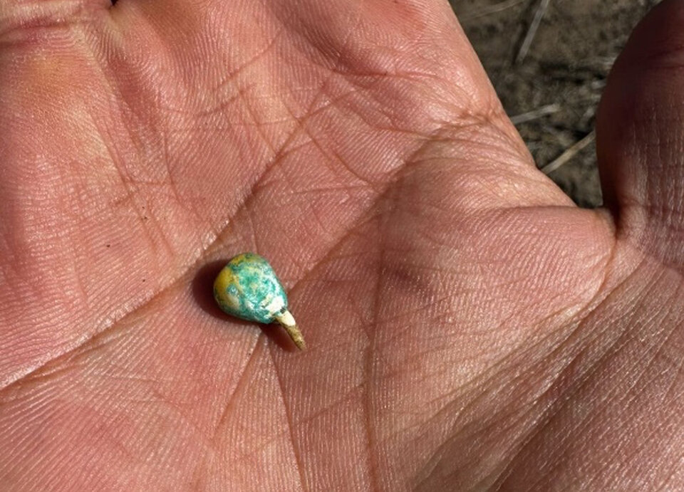 Corn seed in the palm of a hand