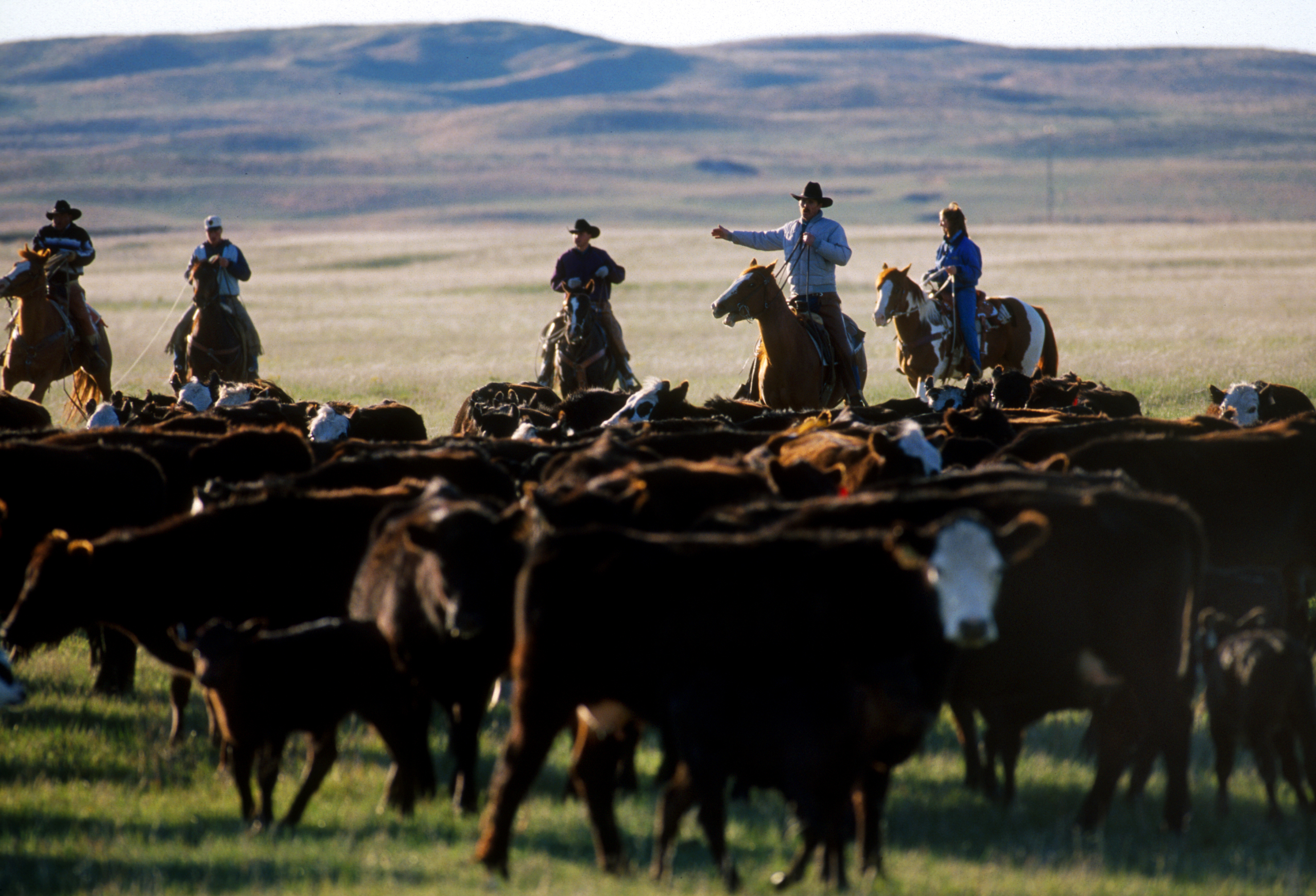 Ranchers working cattle in the Nebraska Sandhills