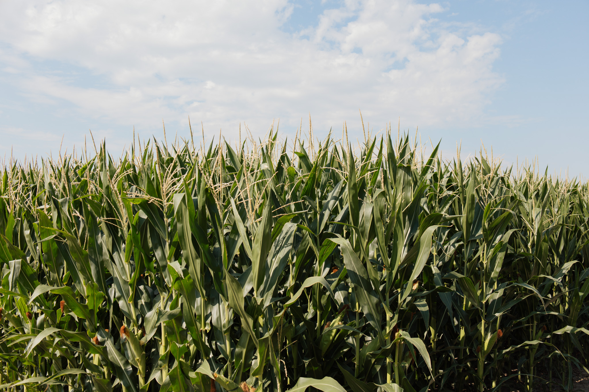 Tall Corn Field and Blue Sky