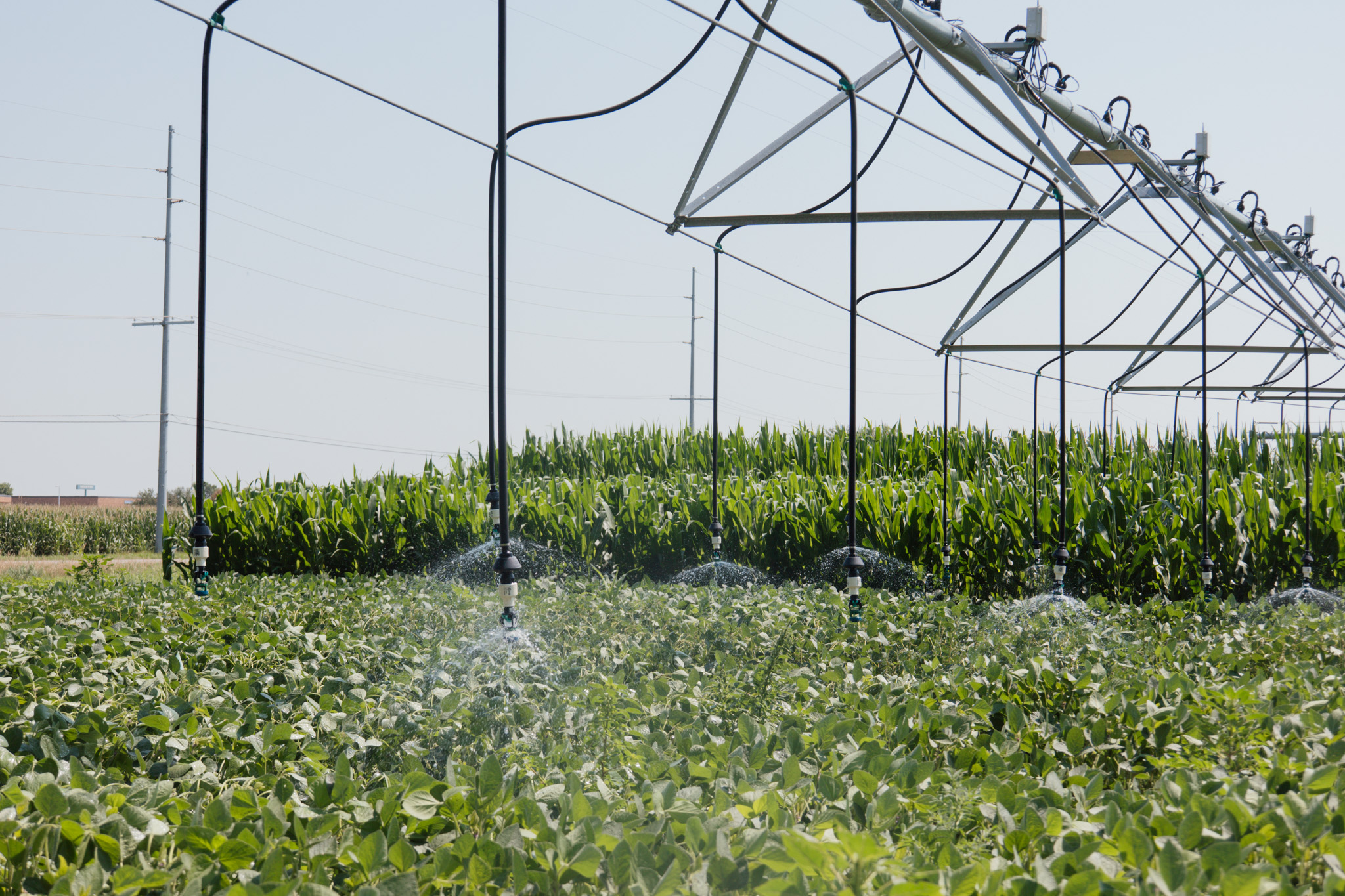 Pivot watering a soybean field