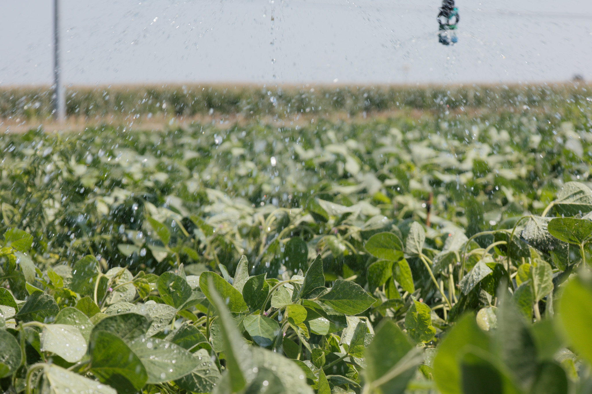 Irrigation pivot watering a soybean field