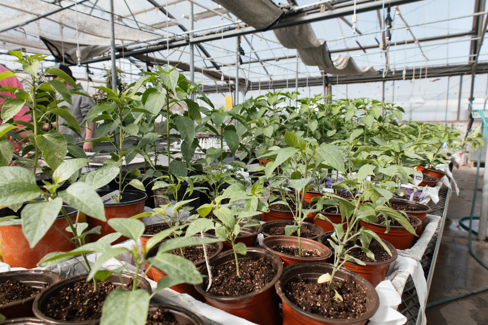 Plants growing in a greenhouse