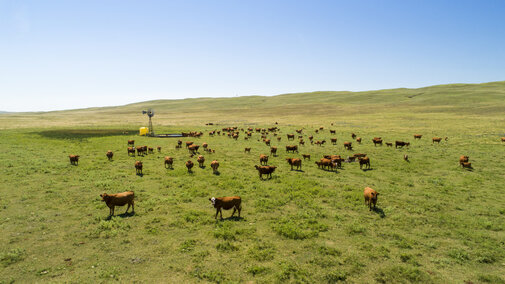 Cattle in a pasture in the Nebraska Sandhills