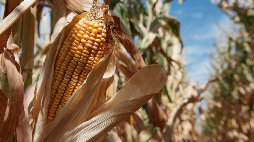 Corn in a field