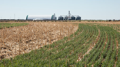 Green cover crop strips located at the Stumpf International Wheat Center in Grant