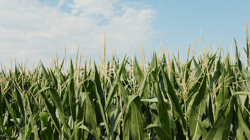 Corn in a field
