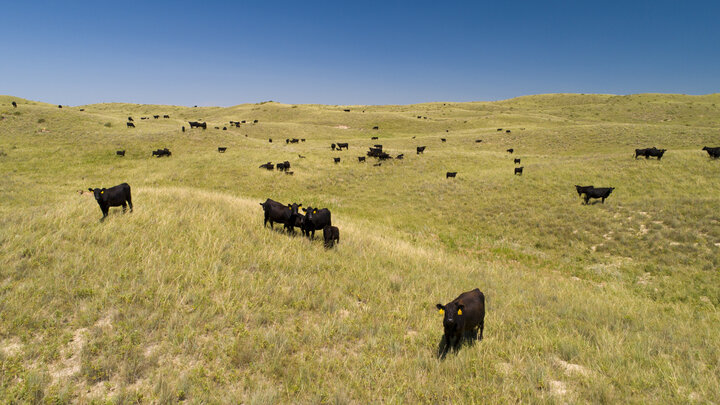 Cattle grazing in a pasture in the Nebraska Sandhills