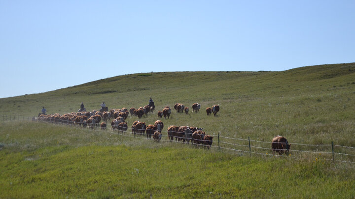 Cattle walking along a fence in a pasture.