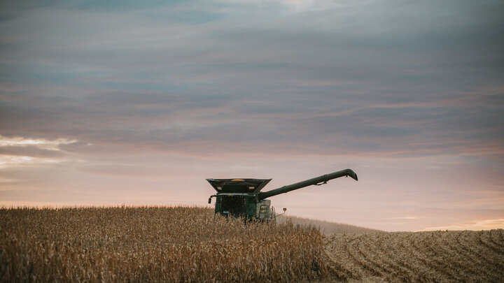 combine harvesting corn