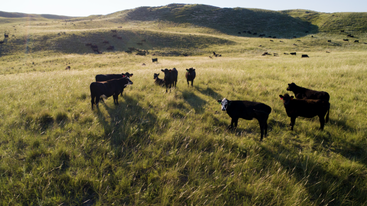 Cattle grazing in a pasture in the Nebraska Sandhills