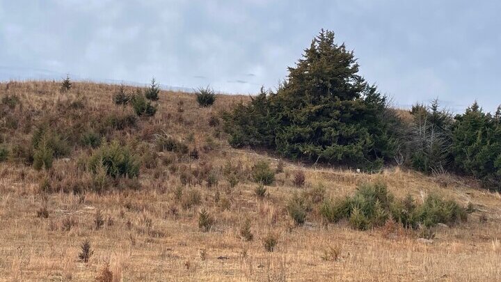 Cedar trees growing in a pasture