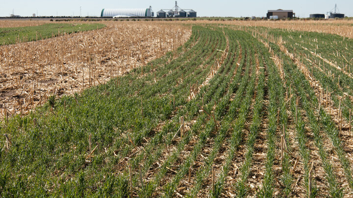 Cover crops growing at the Stumpf International Wheat Center