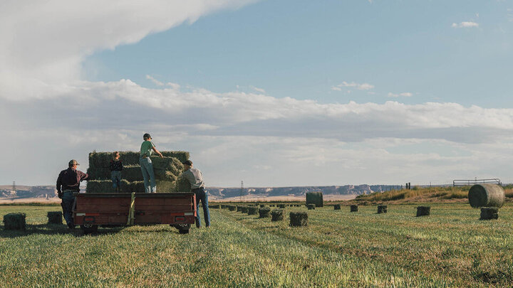 Farmer racking square bales in a field