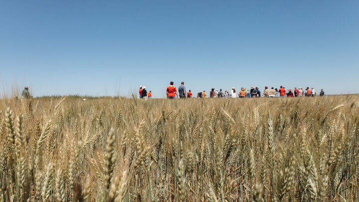 UNL specialists host wheat variety tour in Grant, Nebraska
