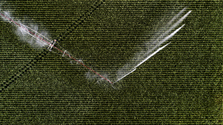 A bird’s-eye view of center-pivot irrigation in a Nebraska cornfield.