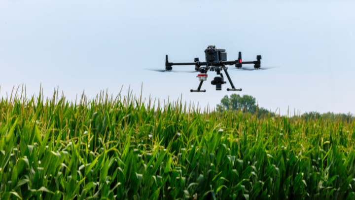 Drone flying over corn field to spray
