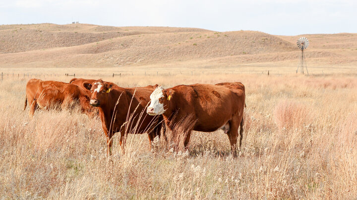cattle in the pasture