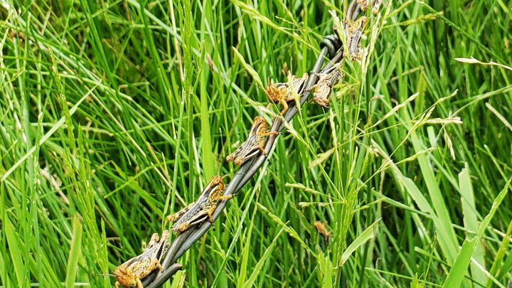 Grasshoppers line up on the barbed wire along a pasture. Photo by Natalie Jones