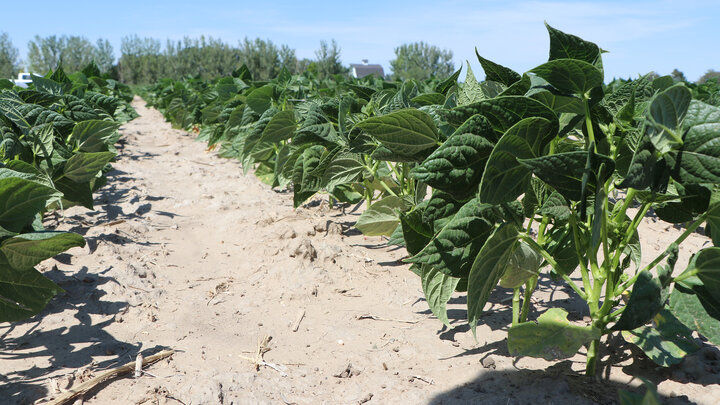 Beans growing in a field