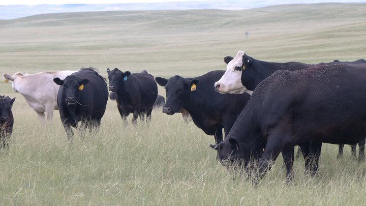 Cattle grazing in a pasture