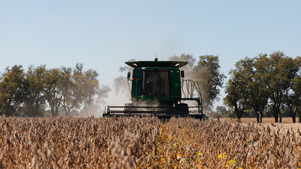 A combine harvesting a field of soybeans.