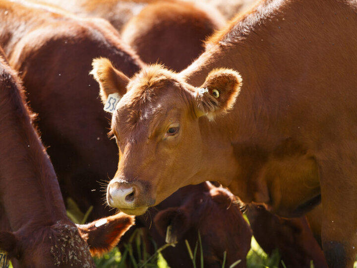 Cow grazing in pasture