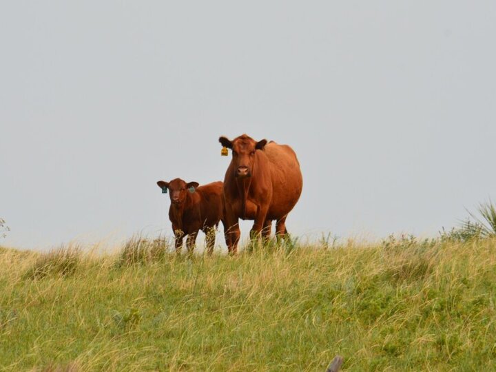 Cow and calf standing in pasture