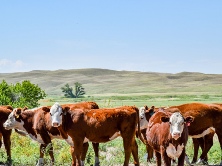 Cattle standing in a pasture