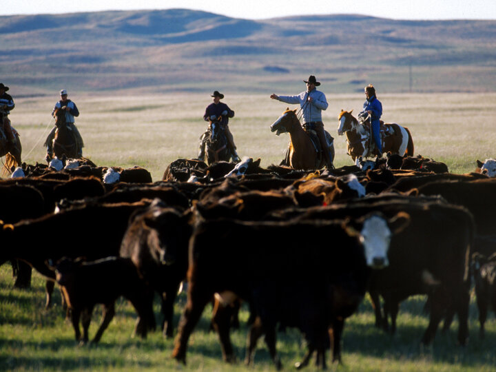 Ranchers moving a herd of cattle in the Sandhills