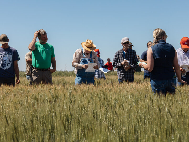 Farmers listen to a Nebraska Extension educator present at the wheat variety trials