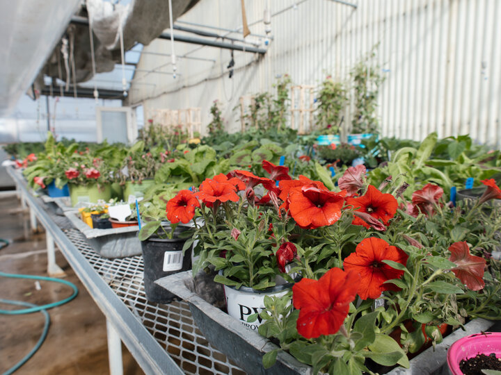 Flowers growing in a greenhouse