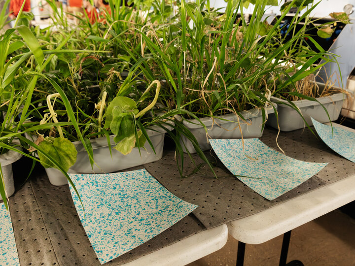 Plants and sheets displaying spray droplet size. 