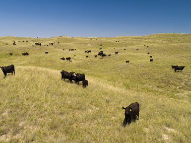 Cattle grazing in a pasture in the Nebraska Sandhills