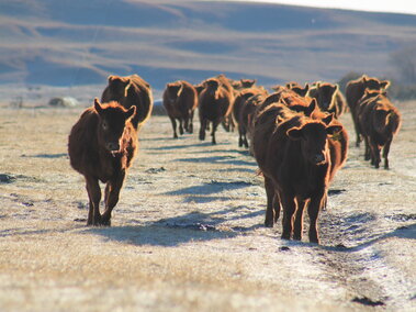 Cattle walking in a pasture. 