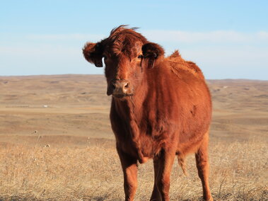 Cow standing in pasture
