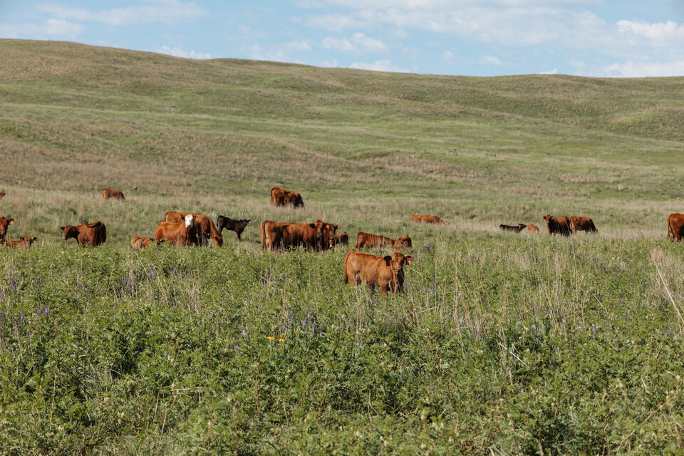 Cattle grazing in a pasture in the summer
