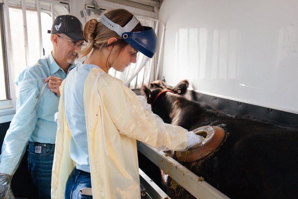 Student participates in the UNL Beef Lab.